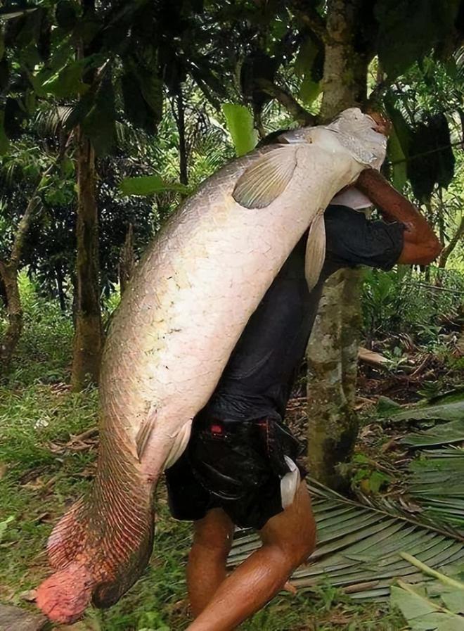 巨骨舌魚價格揭秘，小巷深處的獨(dú)特美食體驗(yàn)