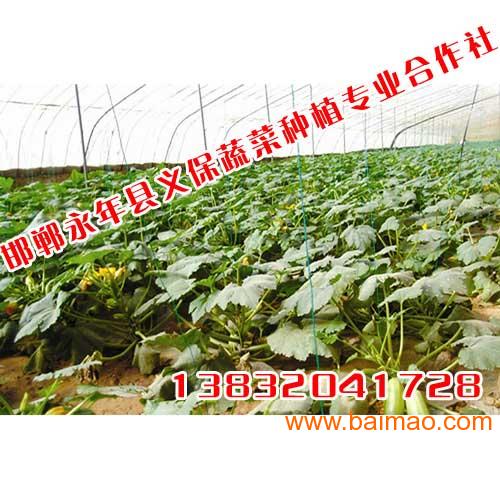 永年縣蔬菜最新價(jià)格，科技智能引領(lǐng)新生活體驗(yàn)新篇章